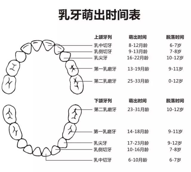 尚佳專業(yè)月嫂丨何時長牙才算正常？